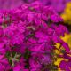 Floks szydlasty 'Spring Hot Pink'